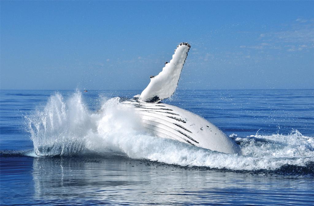 Just magnificent, the whales always put on a show. © Tourism Queensland